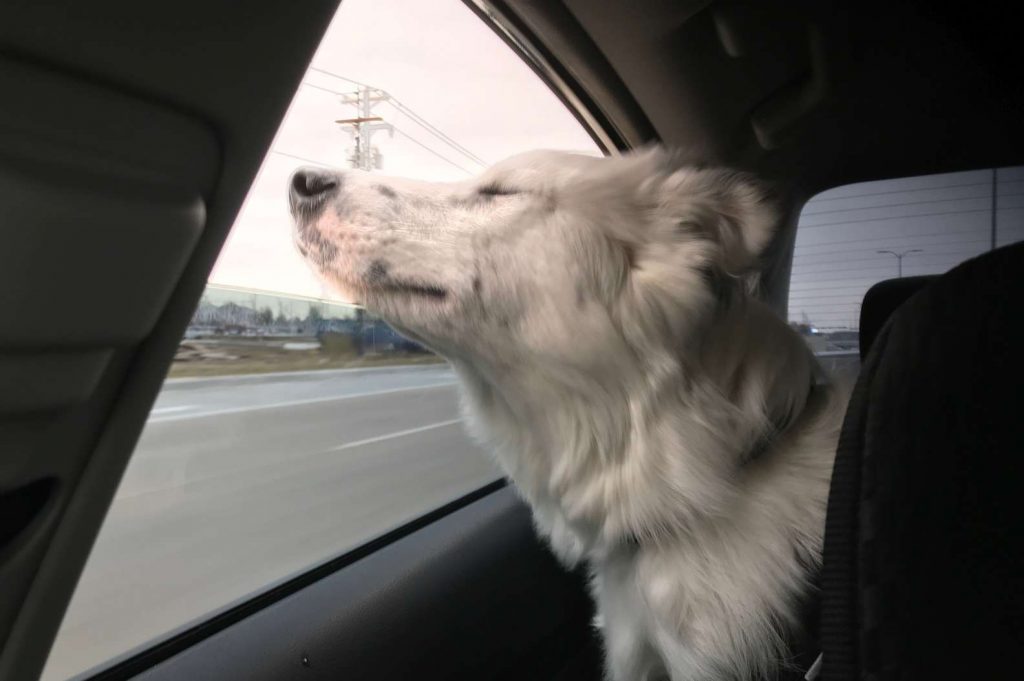 rescued dog enjoying a car ride