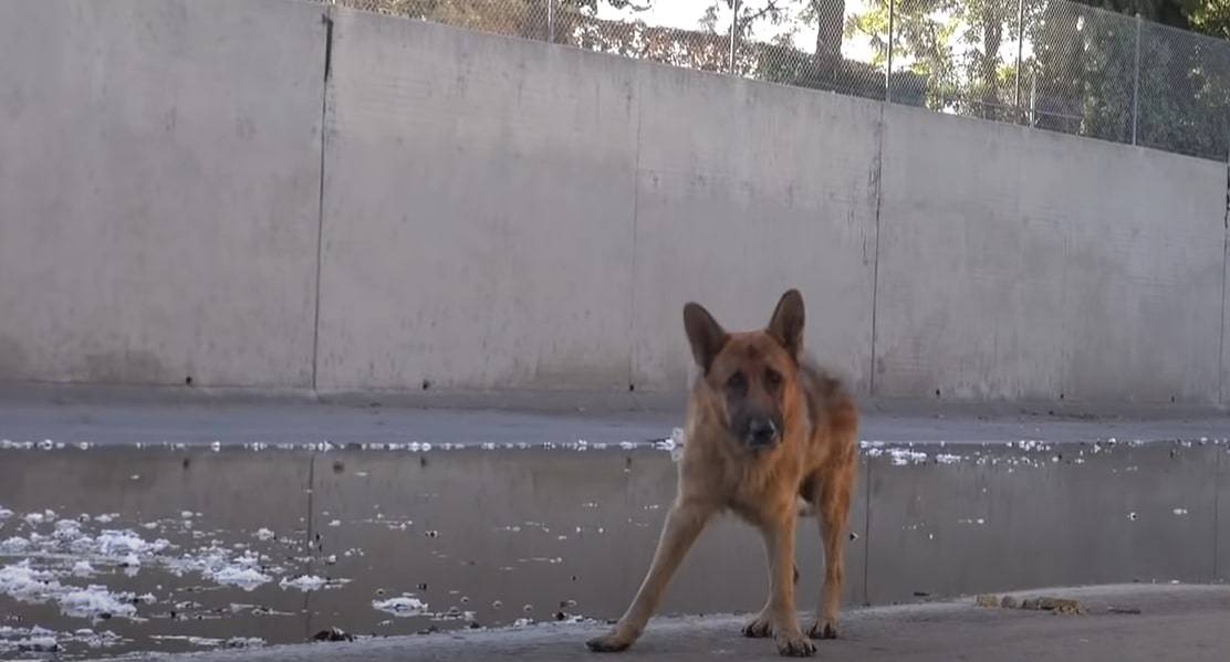 rescued dog standing outdoor