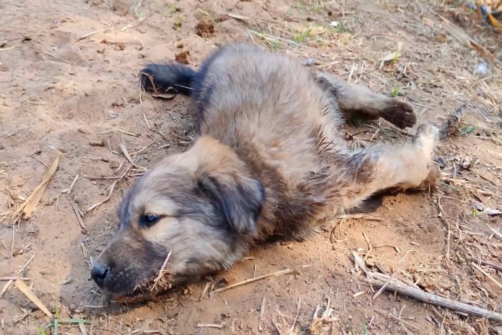 rescued puppy with deformed legs