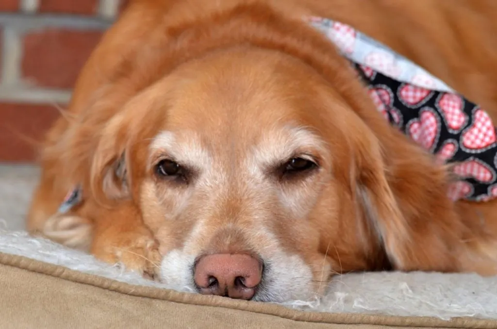 retriever sleeping with eyes open in his bed