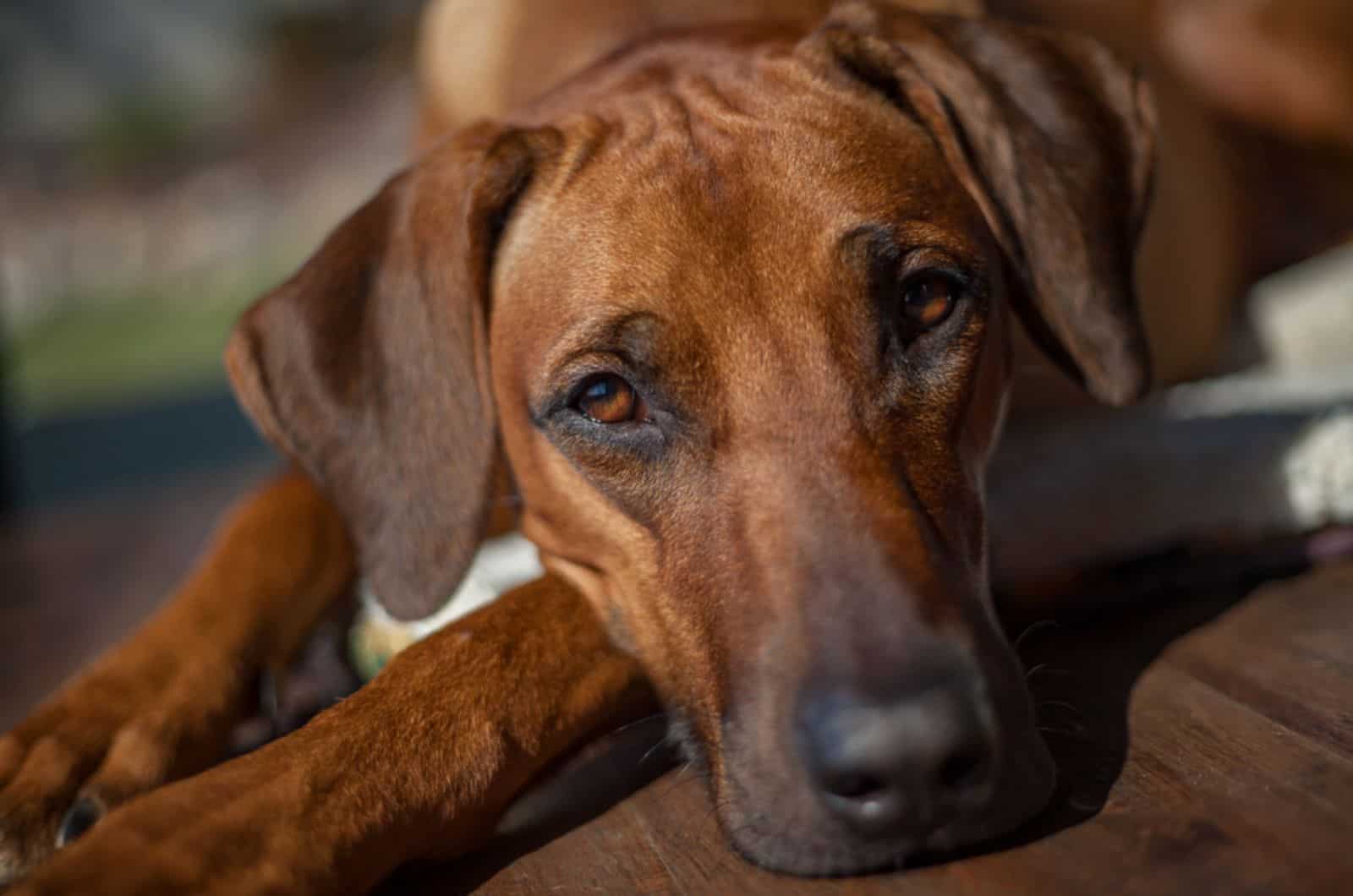 rhodesian ridgeback lying on the floor