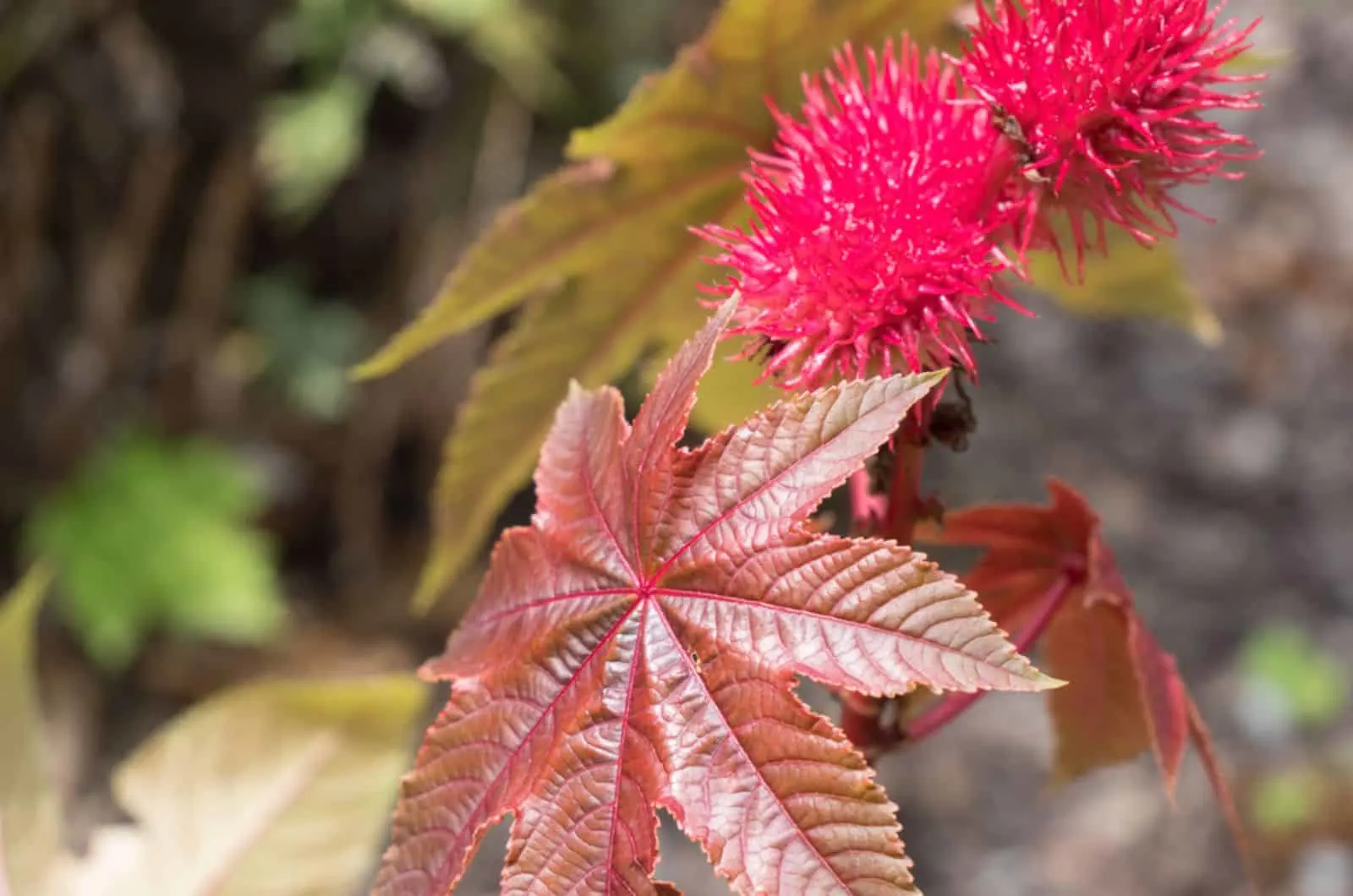 ricinus plant in garden
