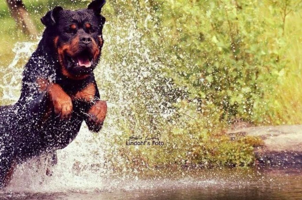 21 Fun Facts About Rottweilers That Will Make You Go Wow