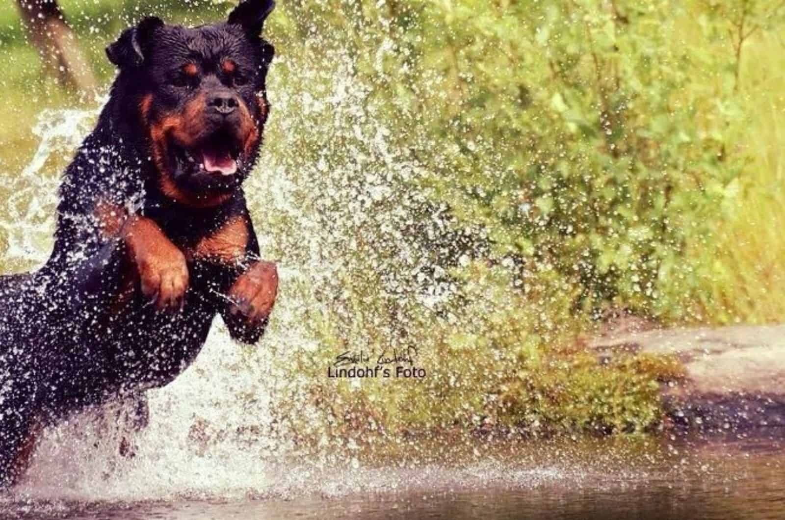rottweiler dog in the water playing at sunny day