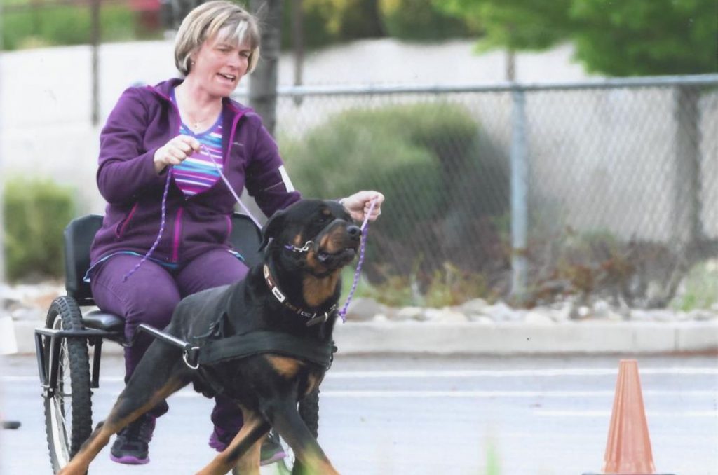 rottweiler dog pulling carts