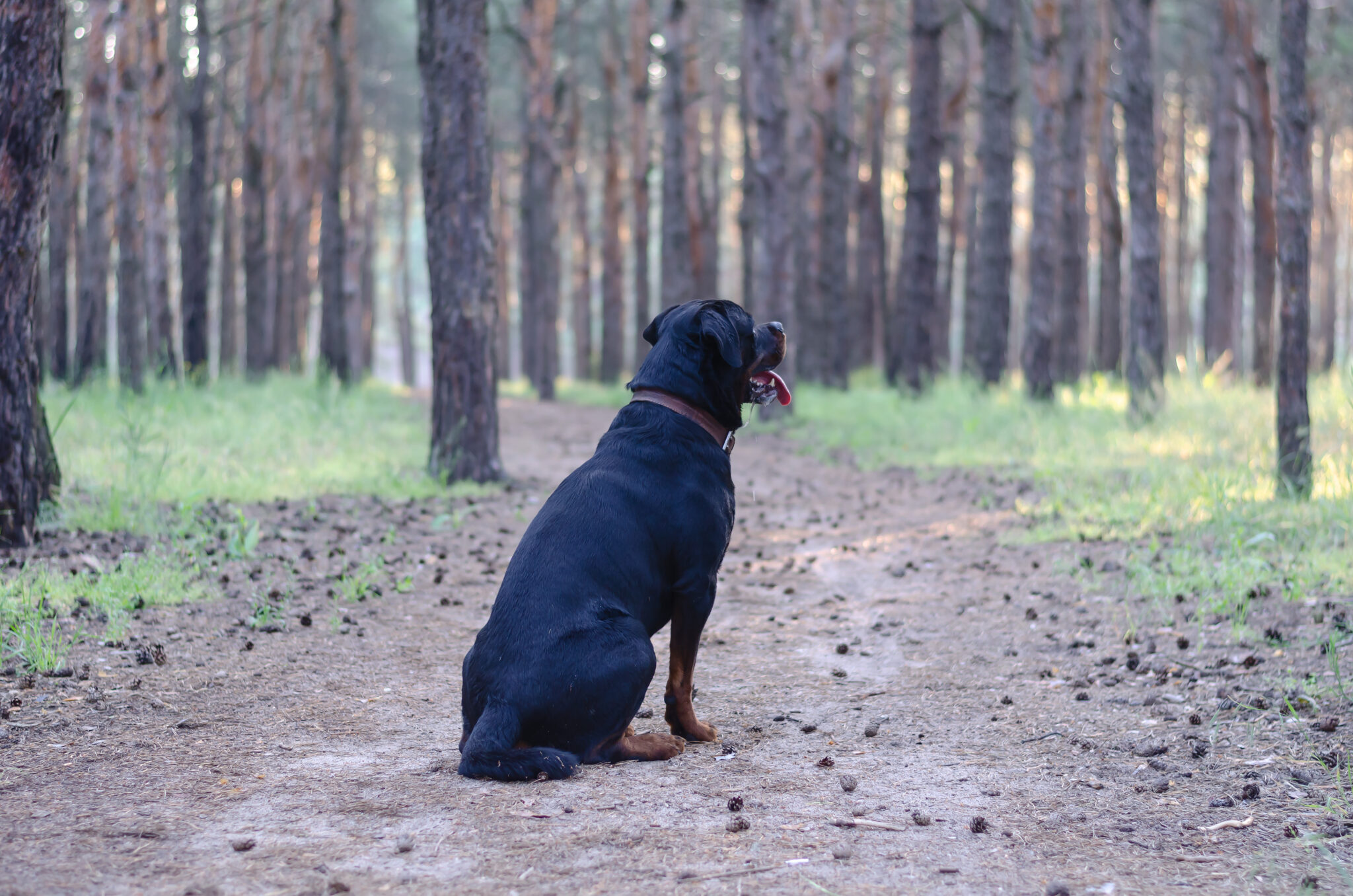 21 Fun Facts About Rottweilers That Will Make You Go Wow