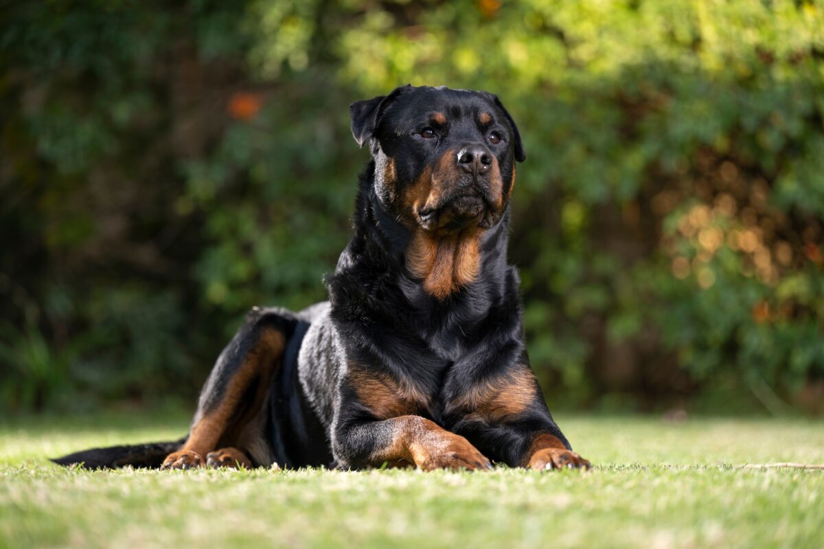 21 Fun Facts About Rottweilers That Will Make You Go Wow