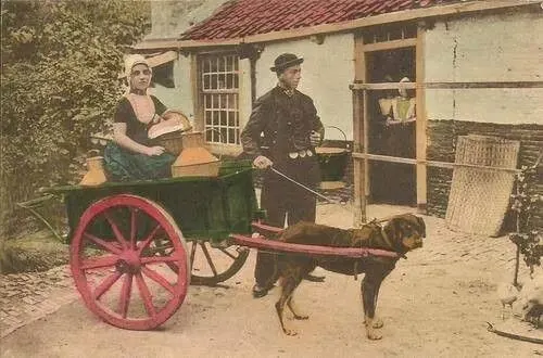 rottweiler pulling carts