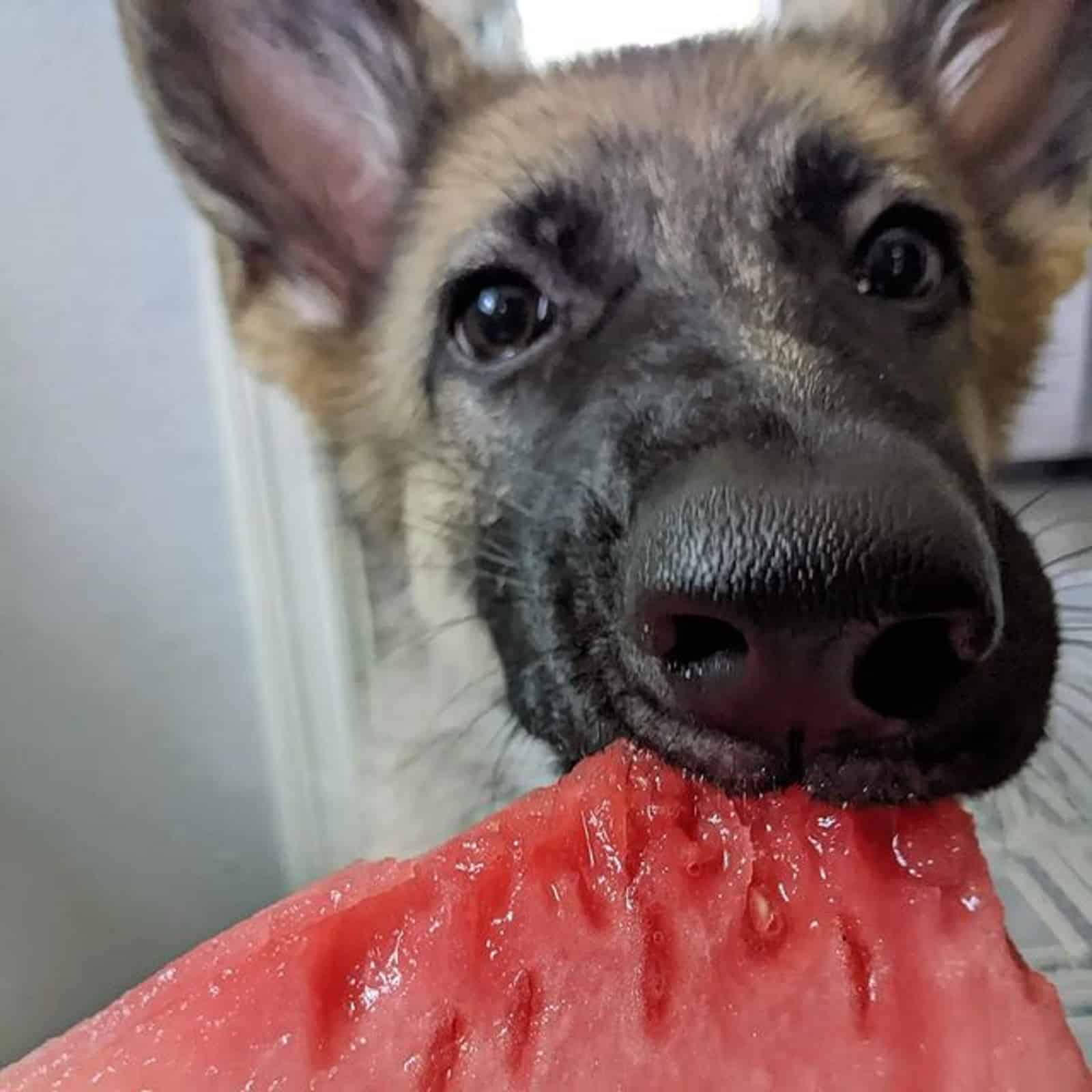 sable german shepherd dog eating watermelon from owner's hand