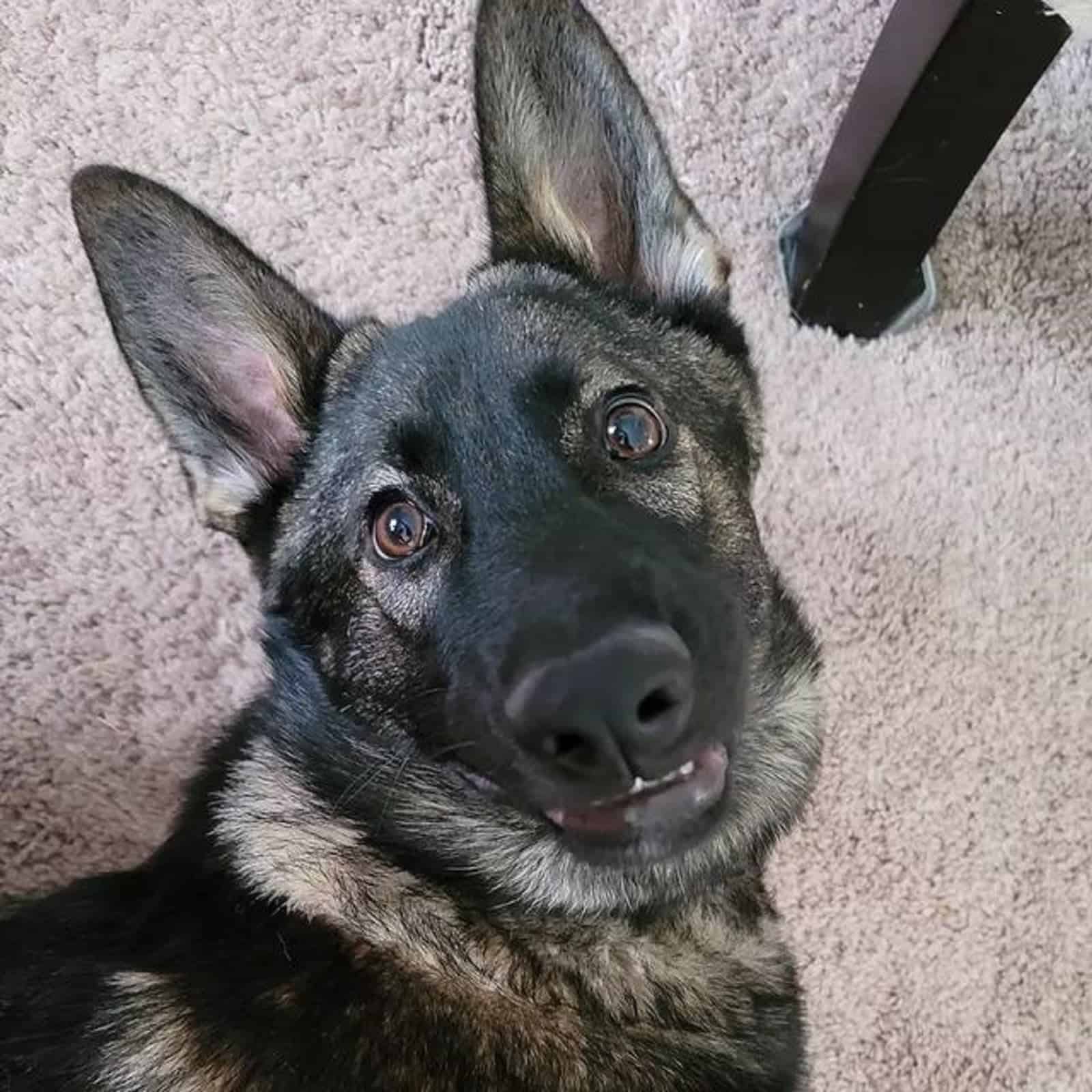 sable german shepherd dog looking into camera while lying on the carpet