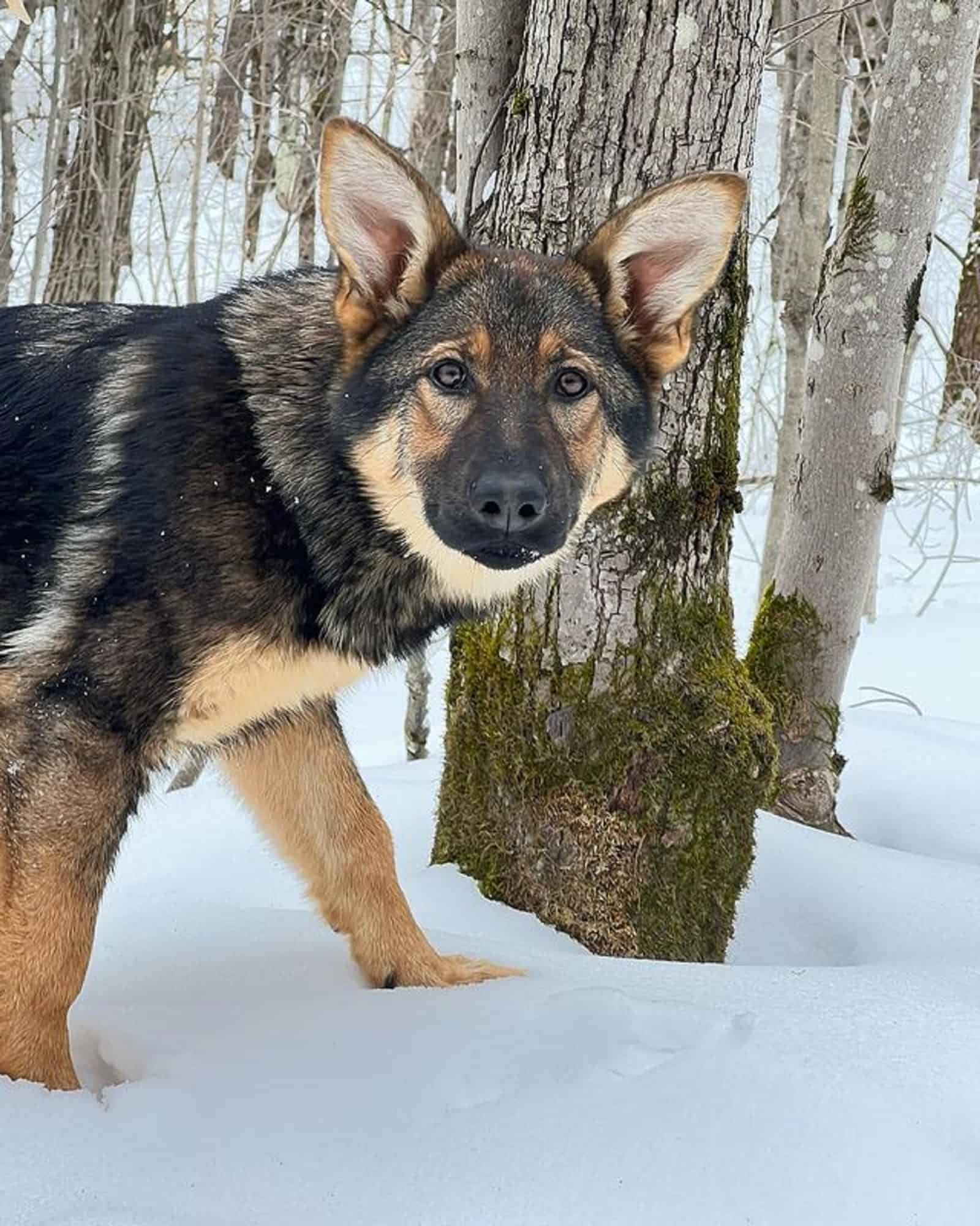 sable german shepherd dog walking on the snow in forest
