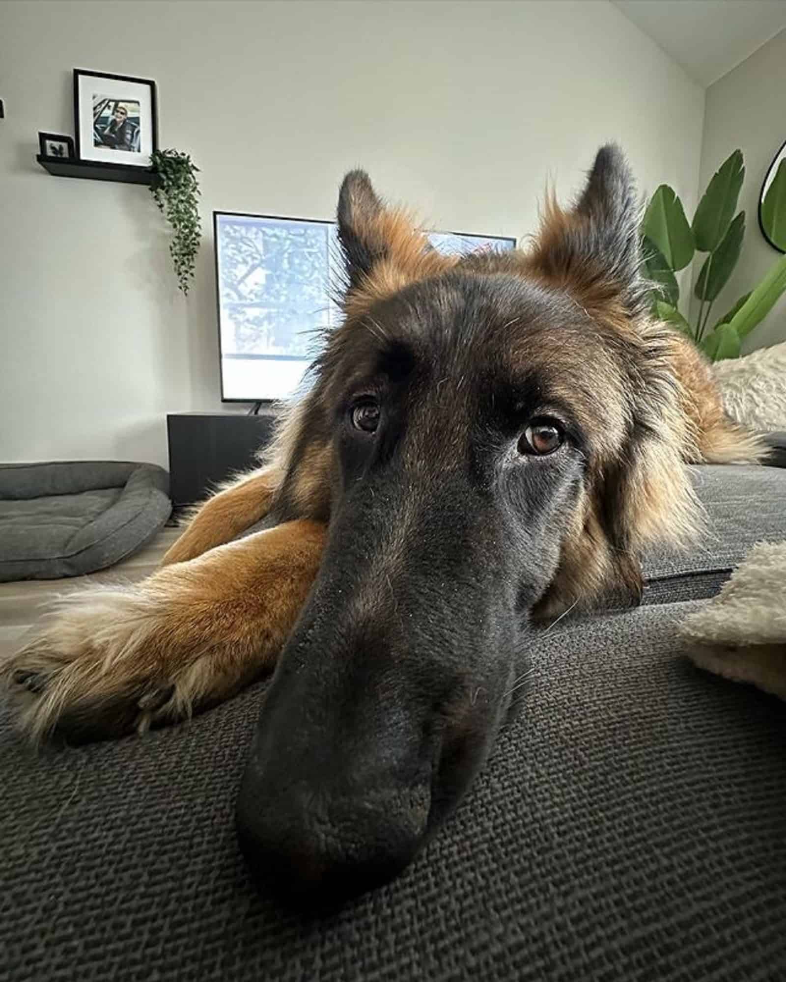 sable german shepherd lying on the couch and looking into camera