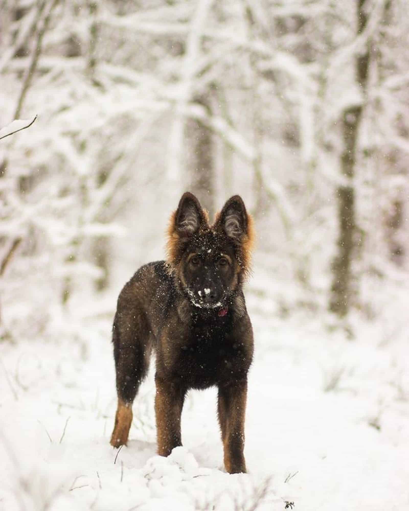 sable german shepherd puppy in the snow