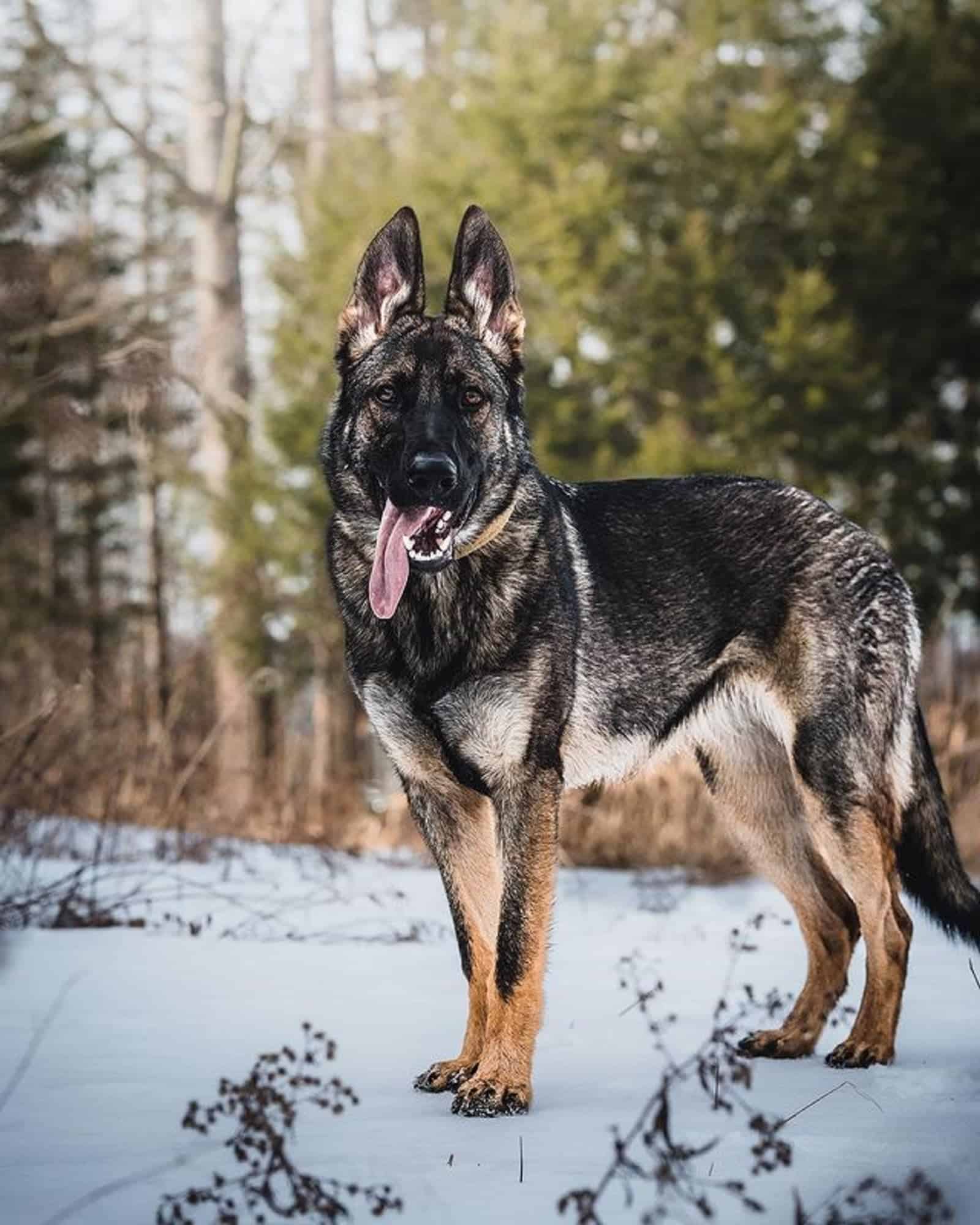 sable german shepherd standing on the snow in nature