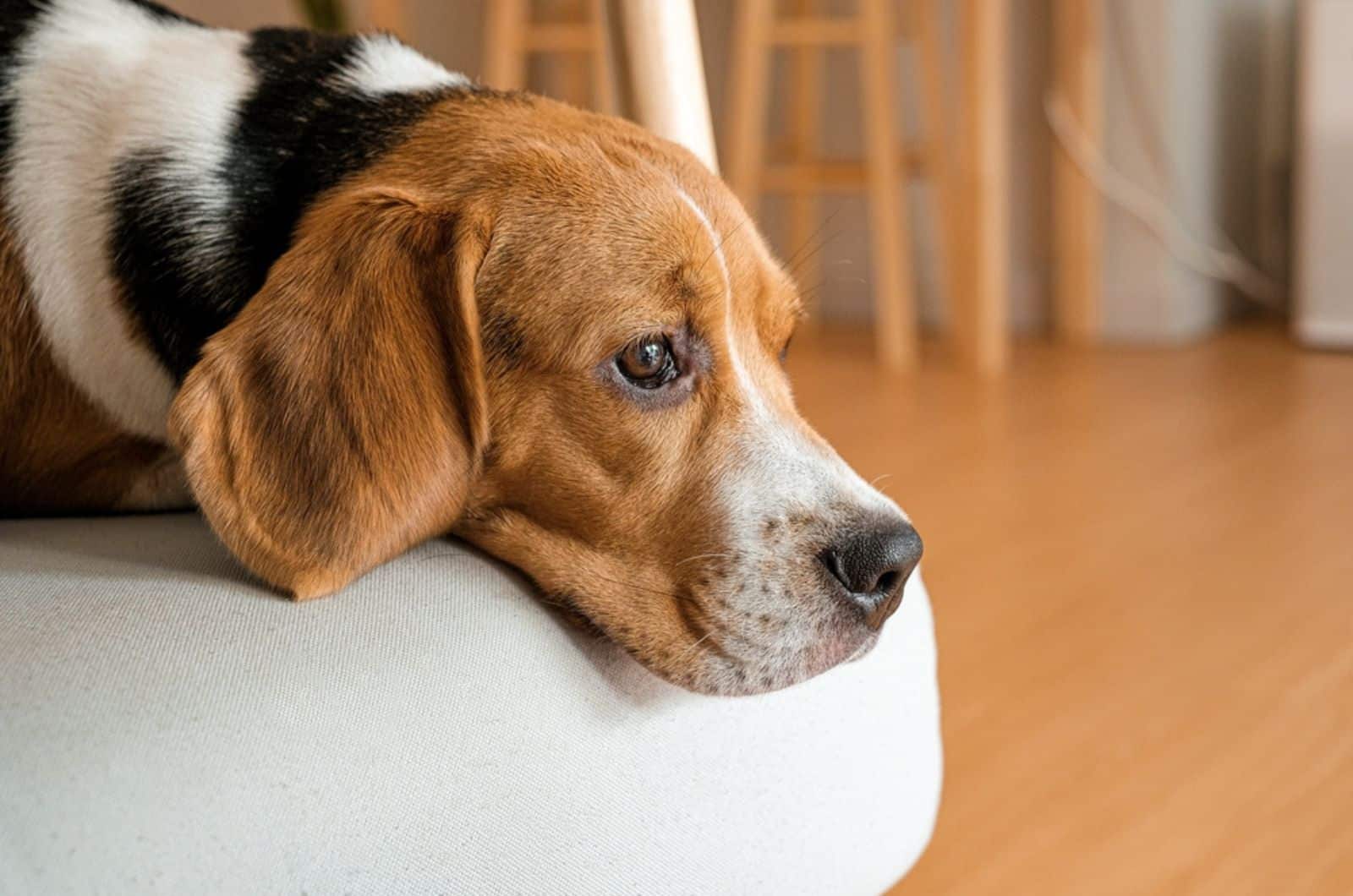 sad beagle lying on the couch
