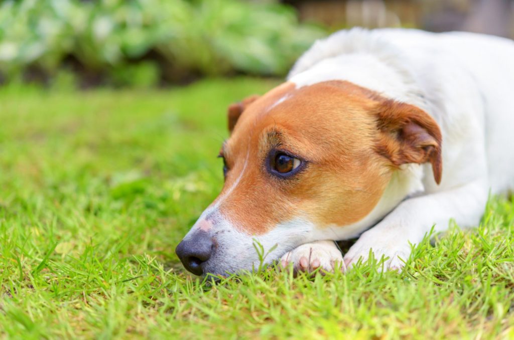 These Are The Reasons Why Your Dog Looks So Sad