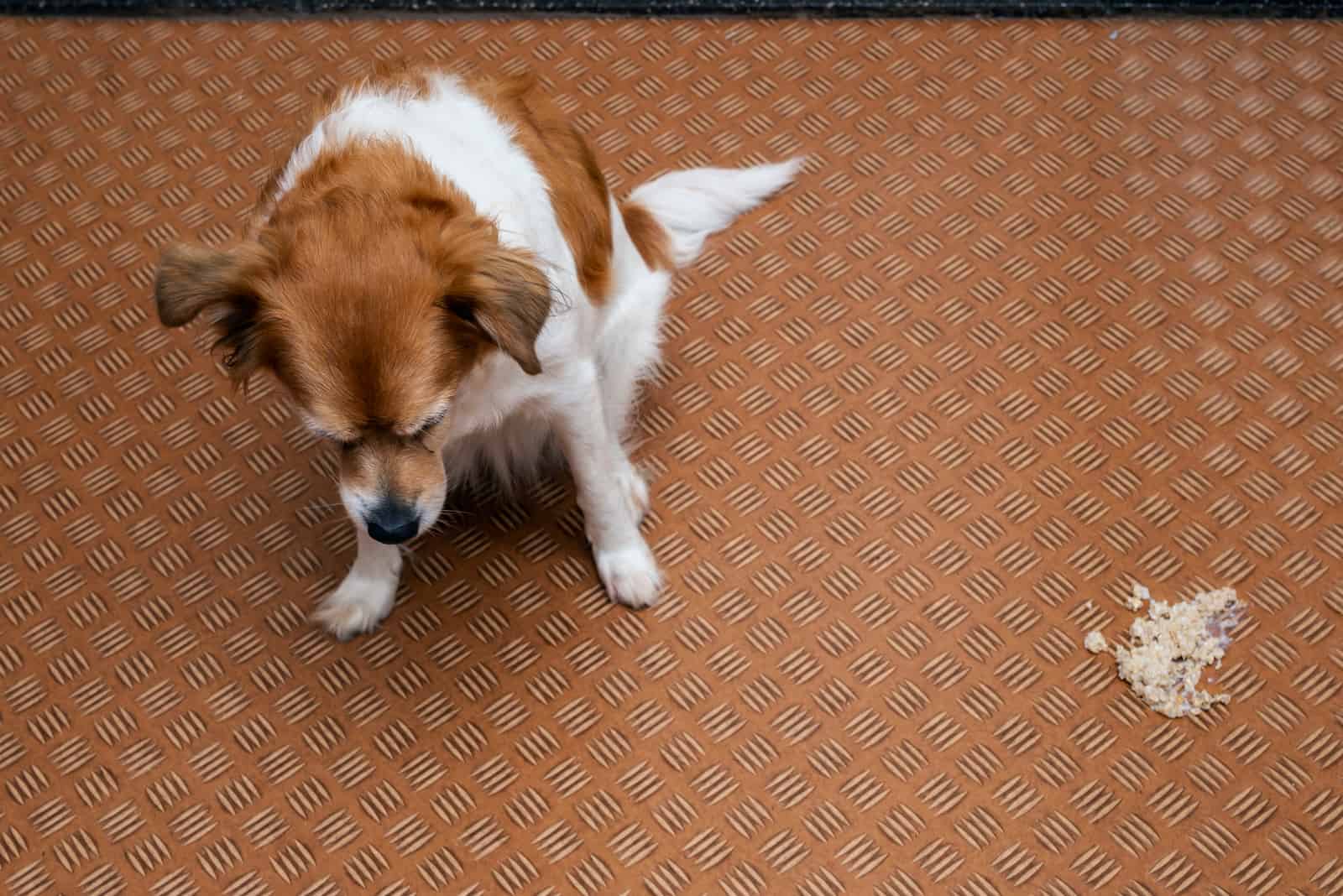 sad dog standing next to his vomit