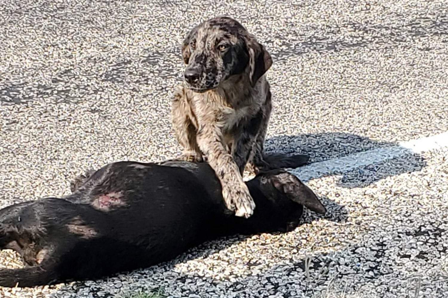 sad dog with dogs dead body