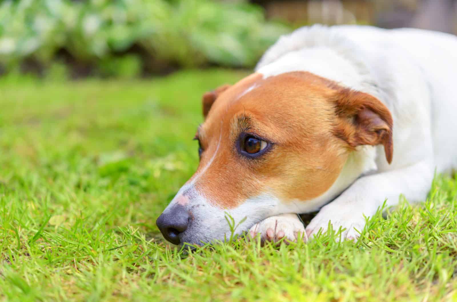 sad dog lying on the grass