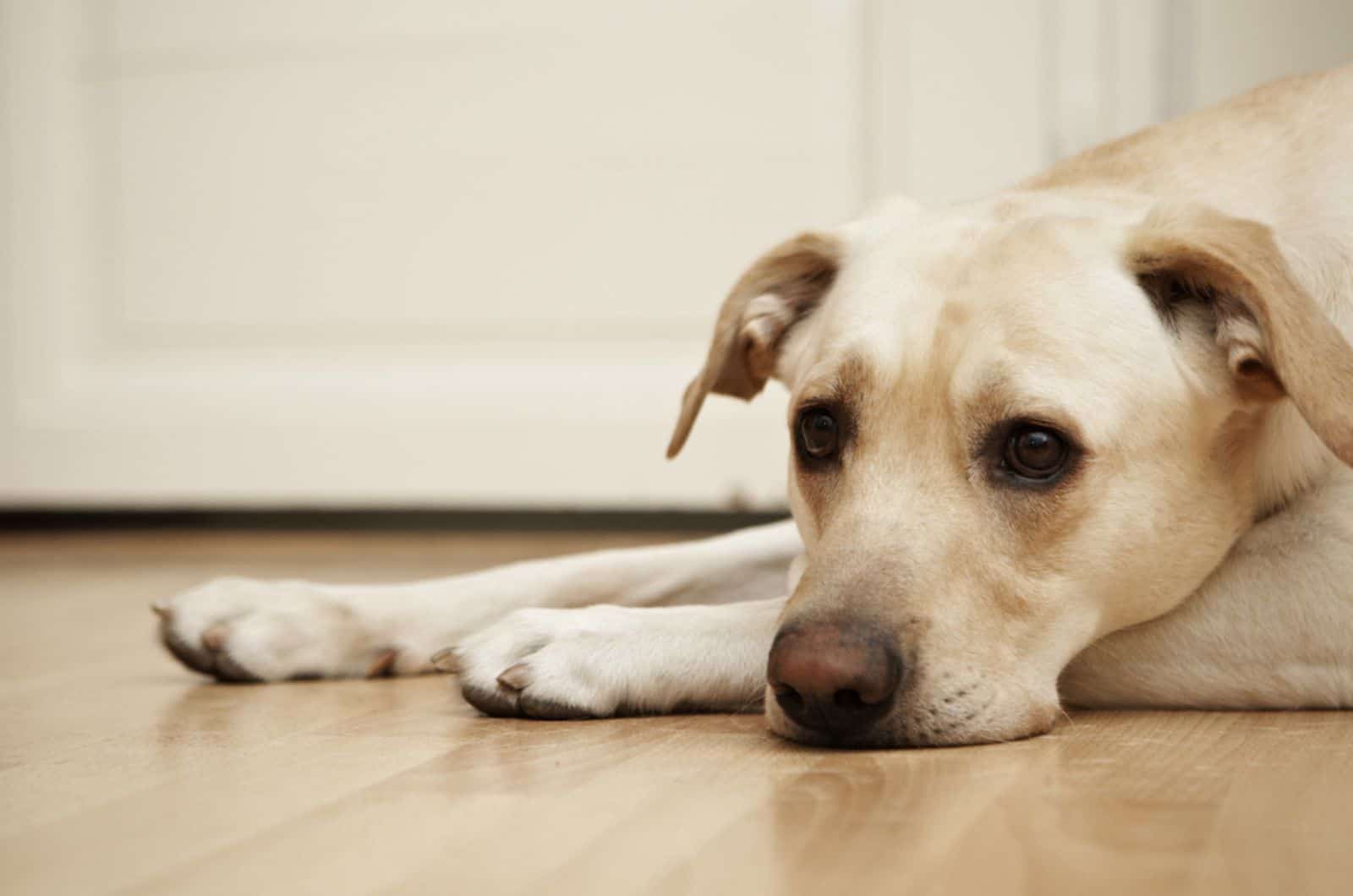 sad labrador retriever lying on the floor