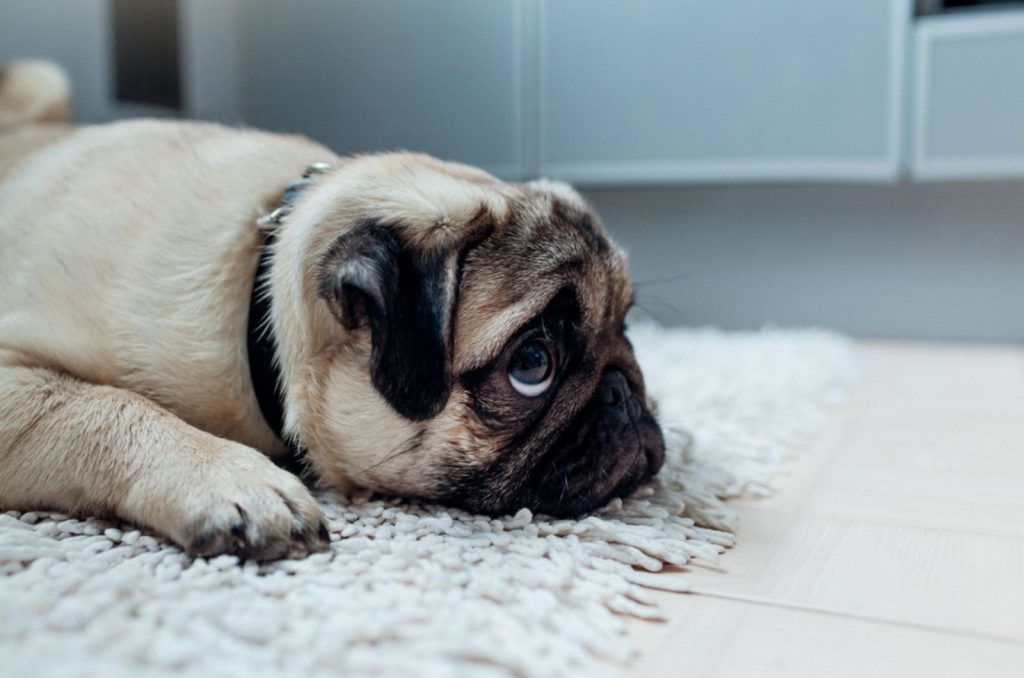sad pug lying on the carpet
