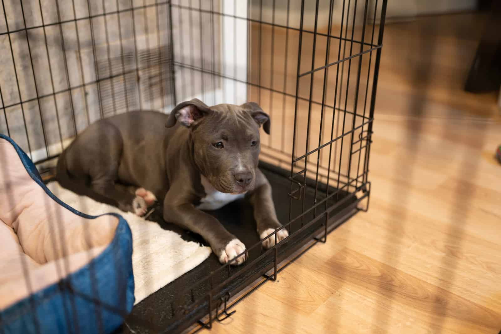 sad puppy in a crate