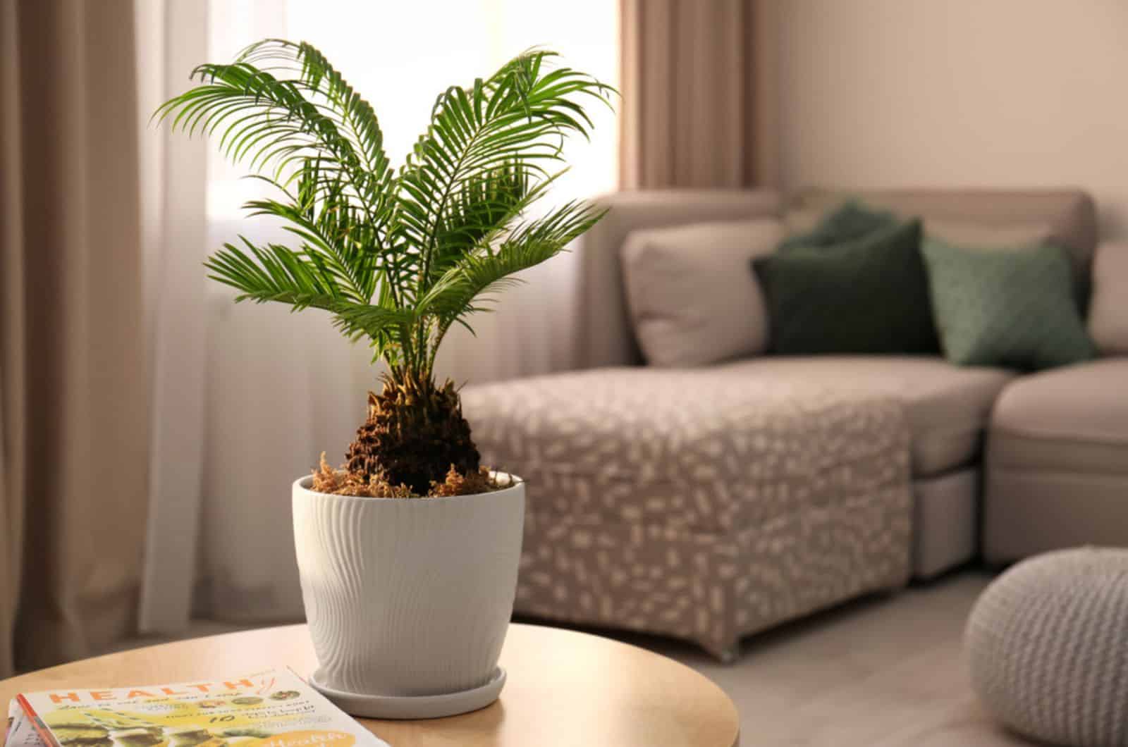 sago palm on table in apartment