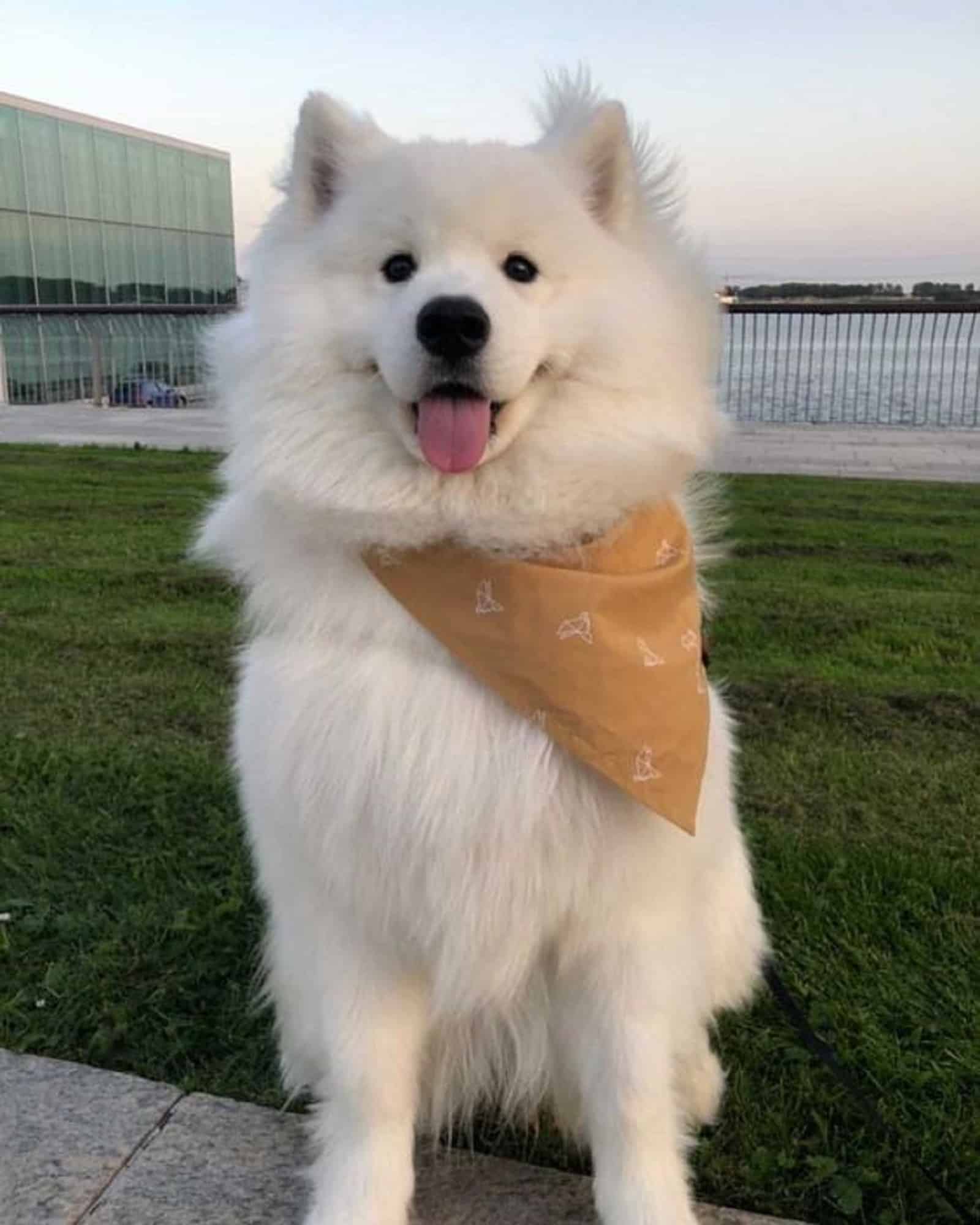 samoyed dog sitting outdoors