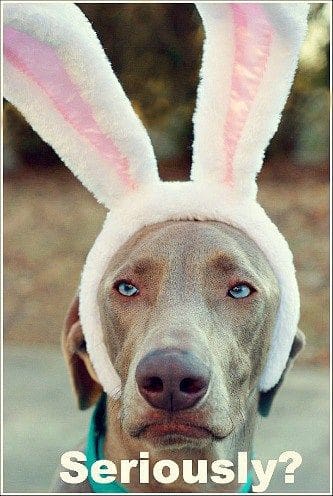 serious dog with bunny ears meme