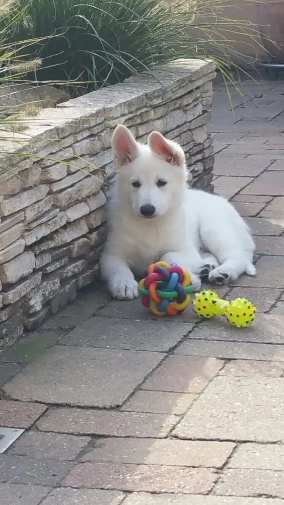 serious white german shepherd puppy