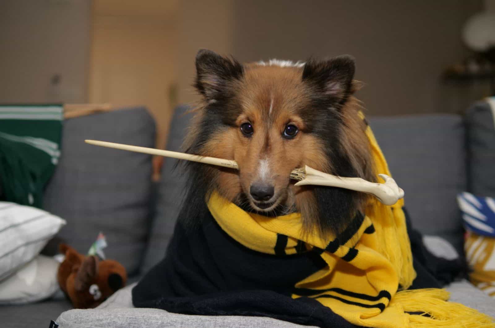 shetland sheepdog cosplay as a wizard in harry potter