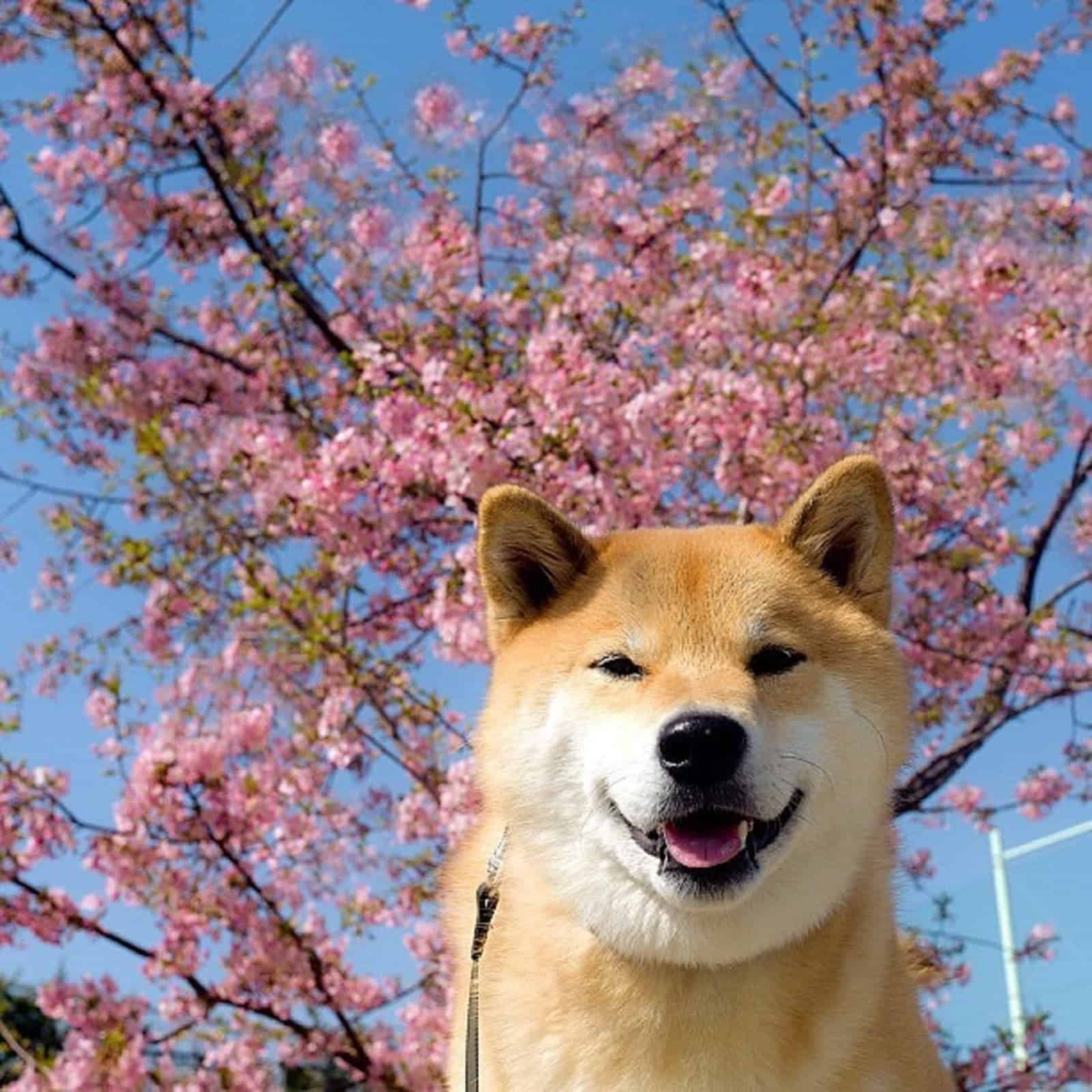 shiba inu dog in nature