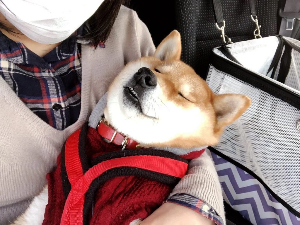 shiba inu sleeps in owner's arms