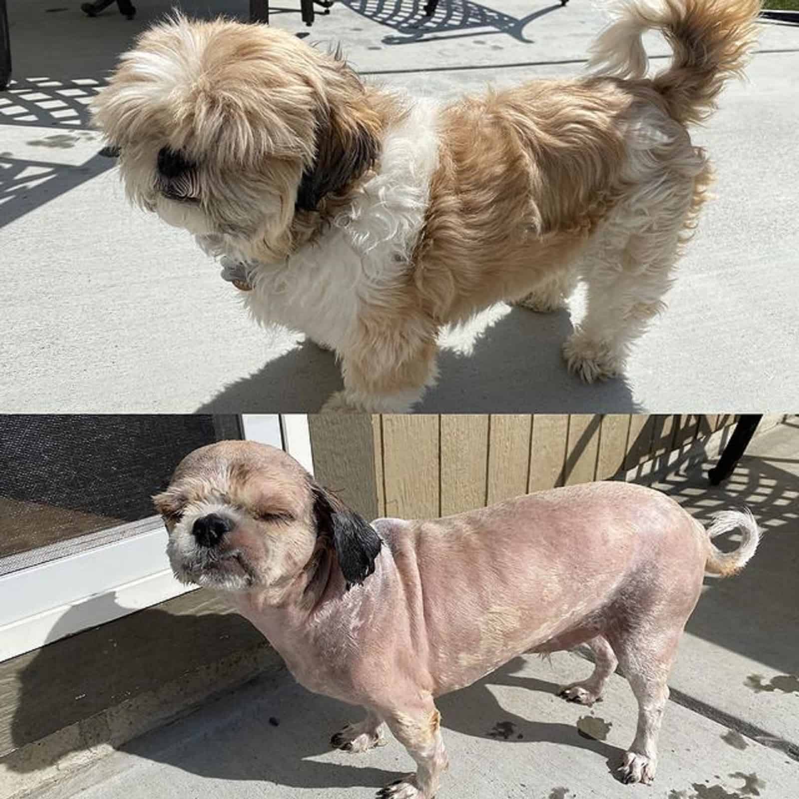 shih tzu dog before and after haircut