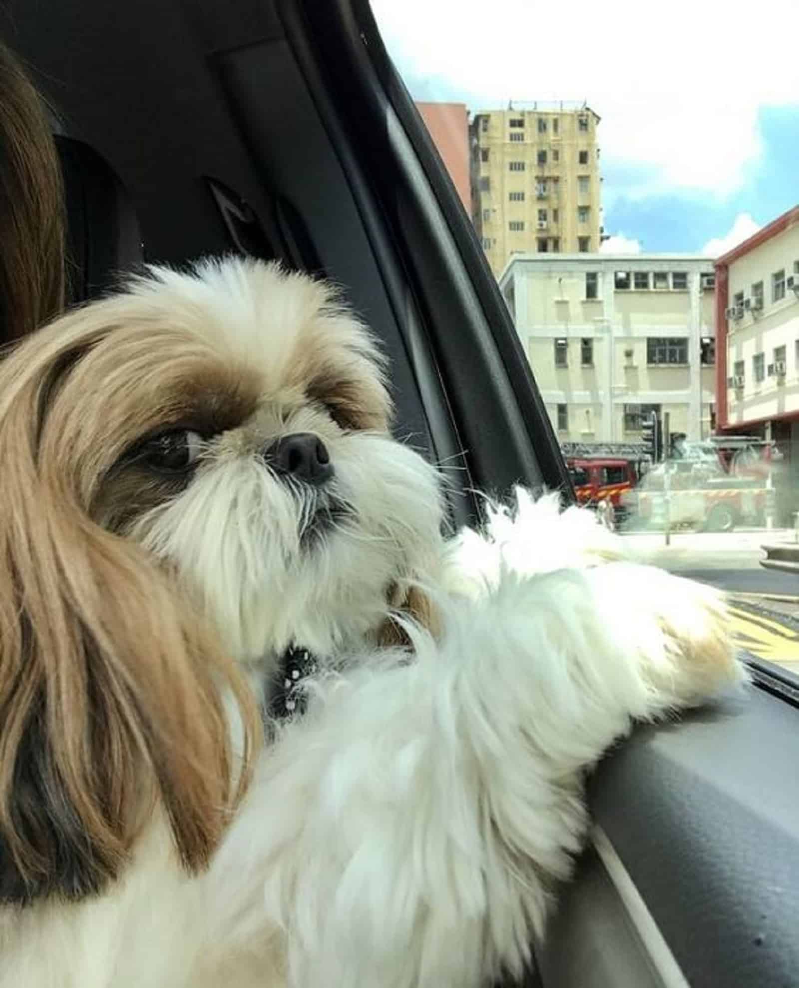 shih tzu in the car