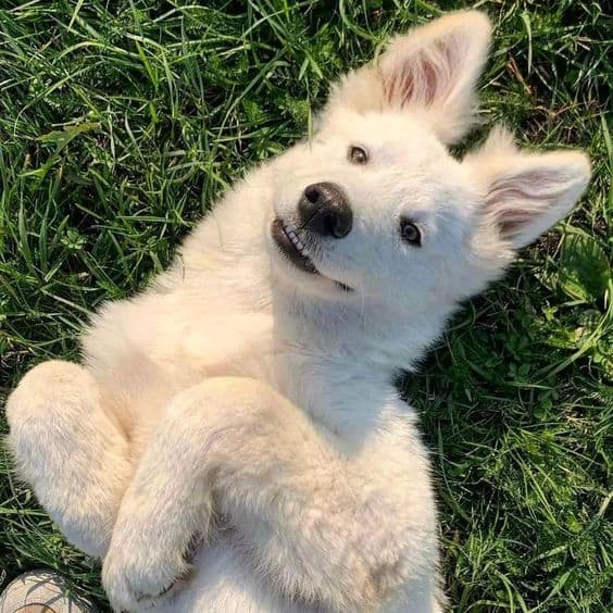 silly white german shepherd puppy