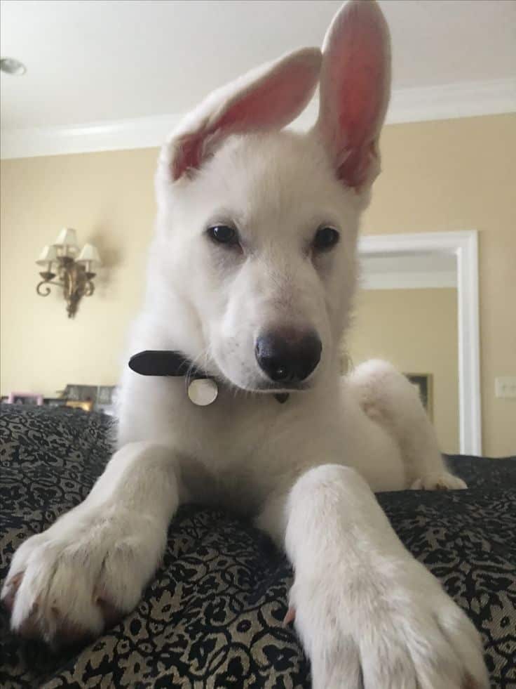 sleepy white german shepherd puppy