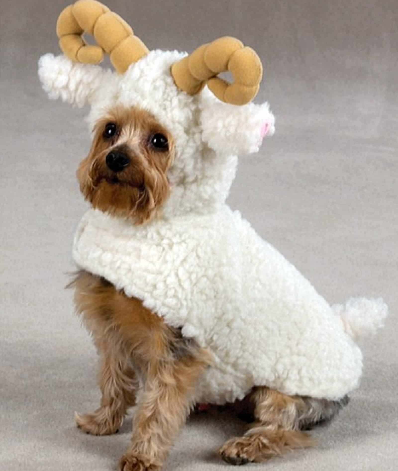 small dog in lamb costume sitting on the floor