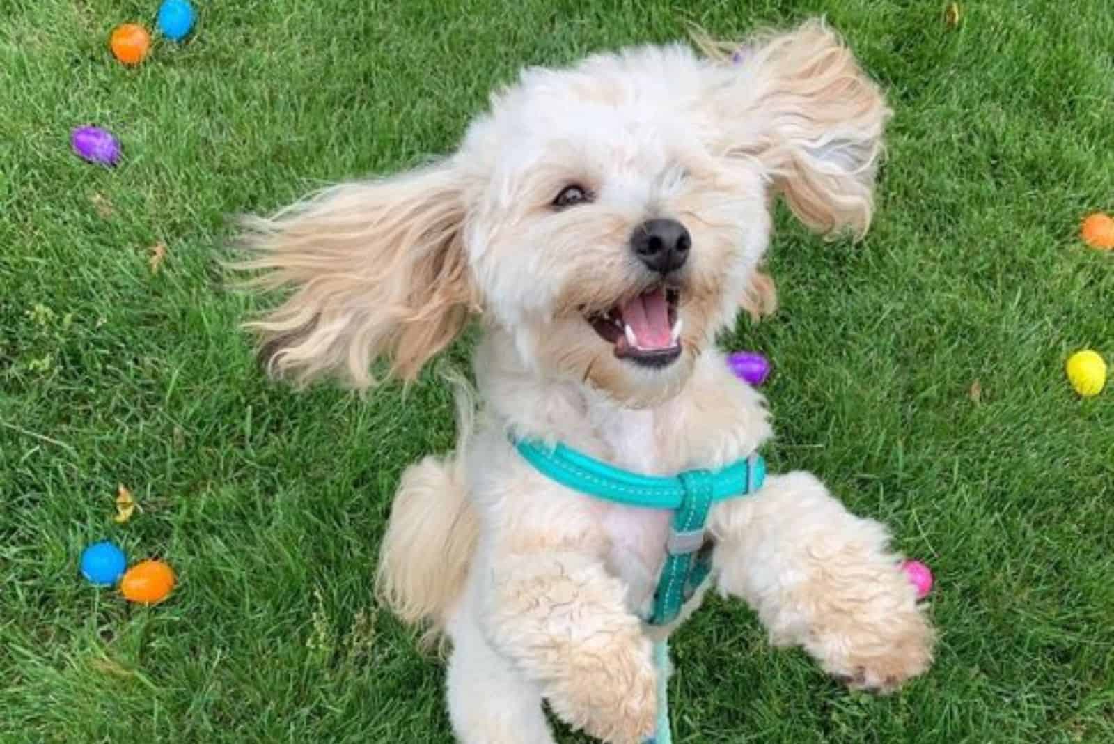 small dog jumping in the garden surrounded with easter eggs