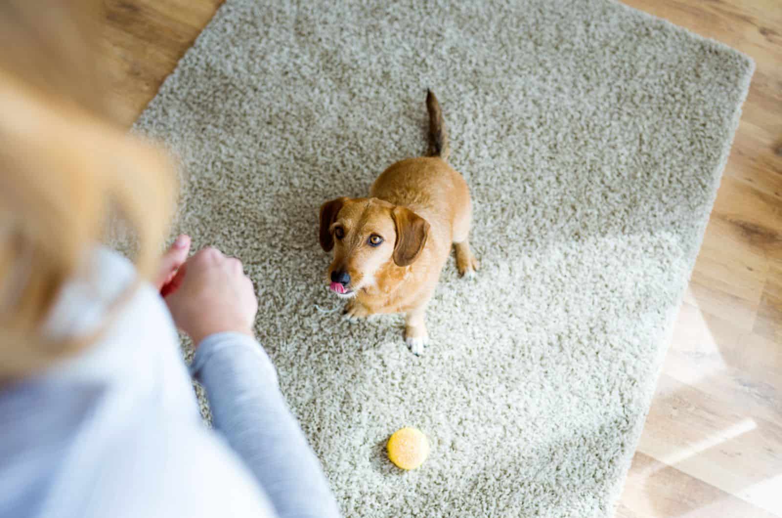 small dog sitting on the carpet and looking at his owner