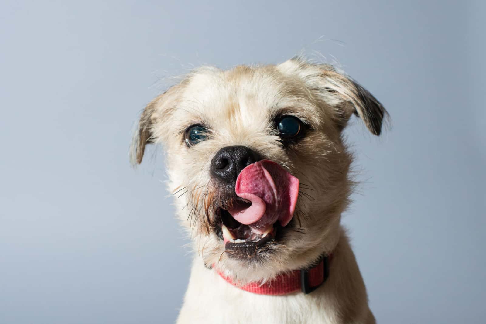 small dog sticking tongue out