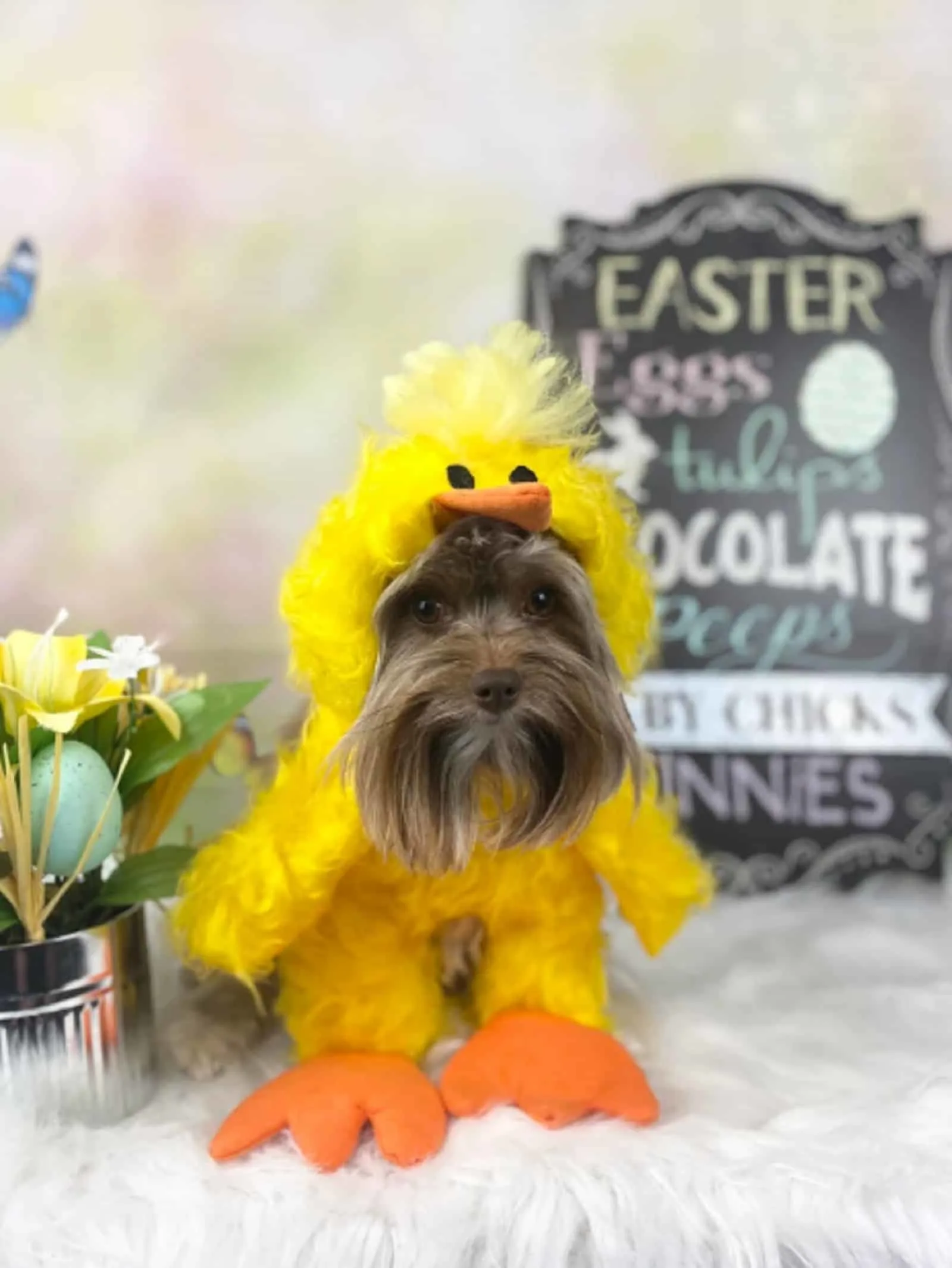 small dog wearing chicken costume for easter