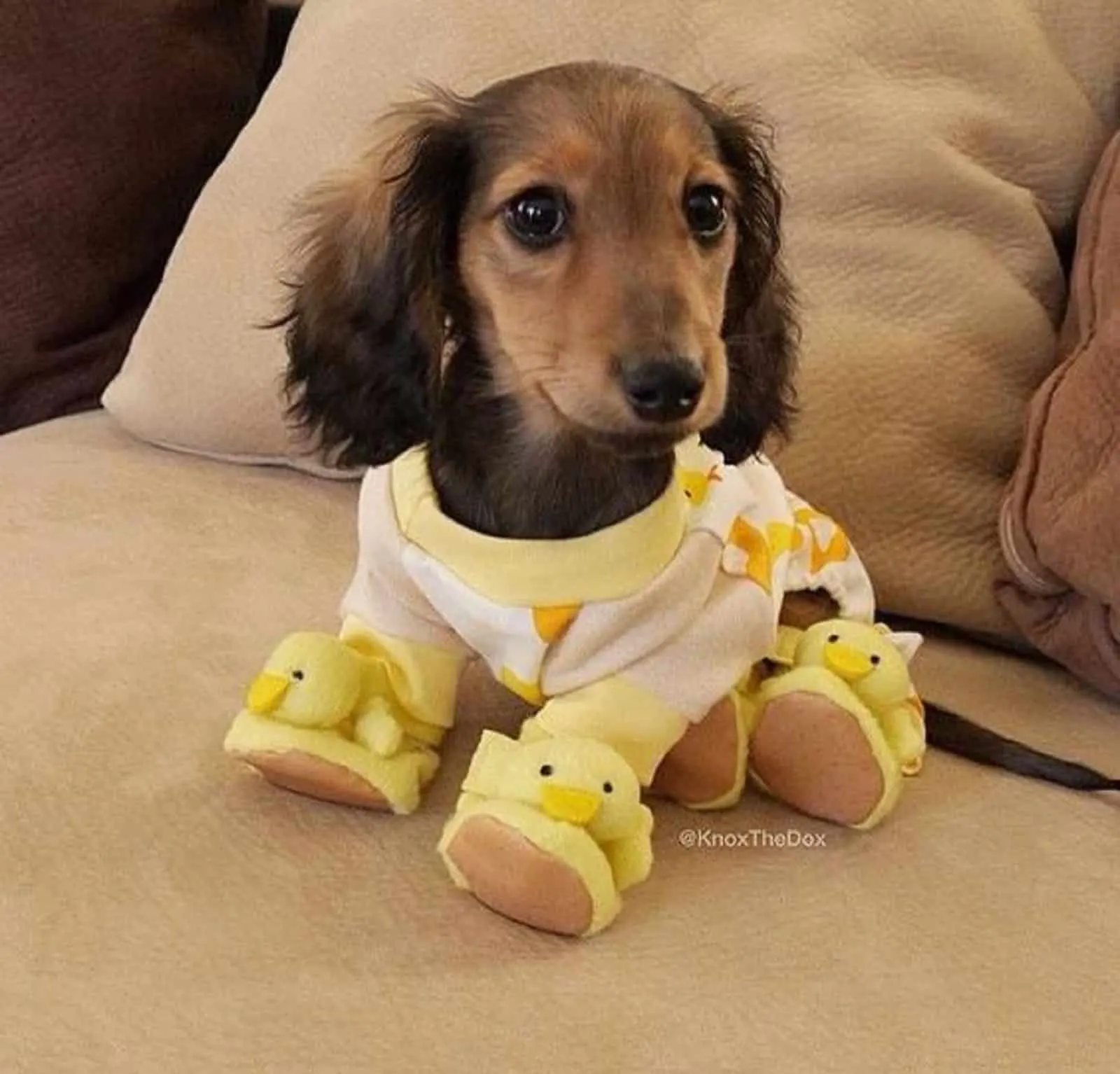 small dog wearing duck outfit sitting on the couch