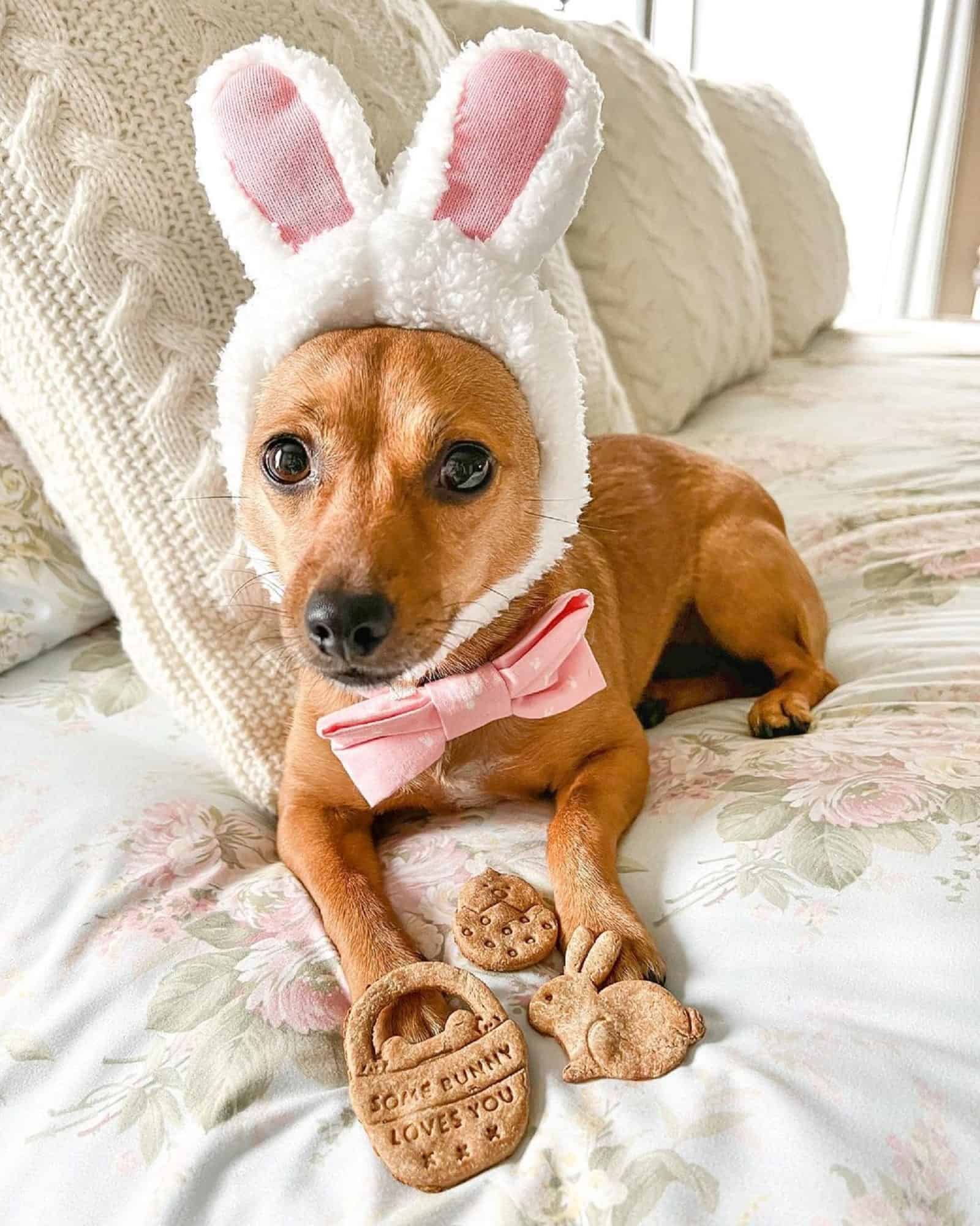 small dog with bunny ears lying on the bed