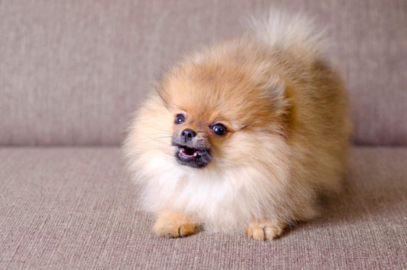 small fluffy dog barking on the couch