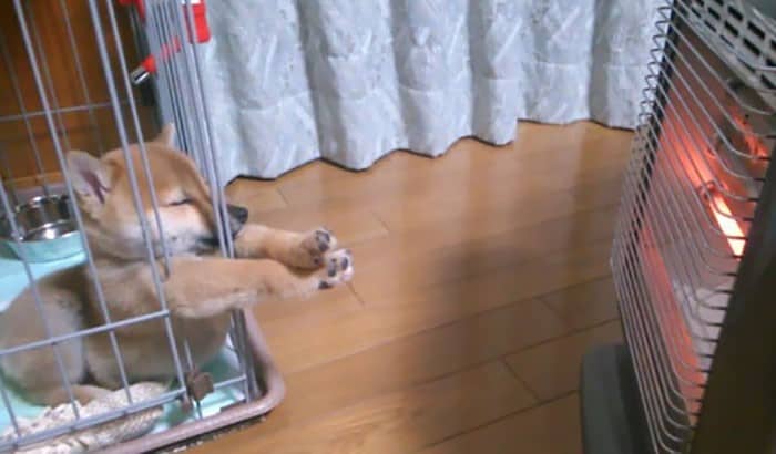 small puppy falls asleep next to a heater