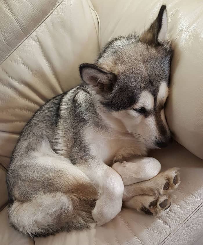small siberian husky dog sleeping