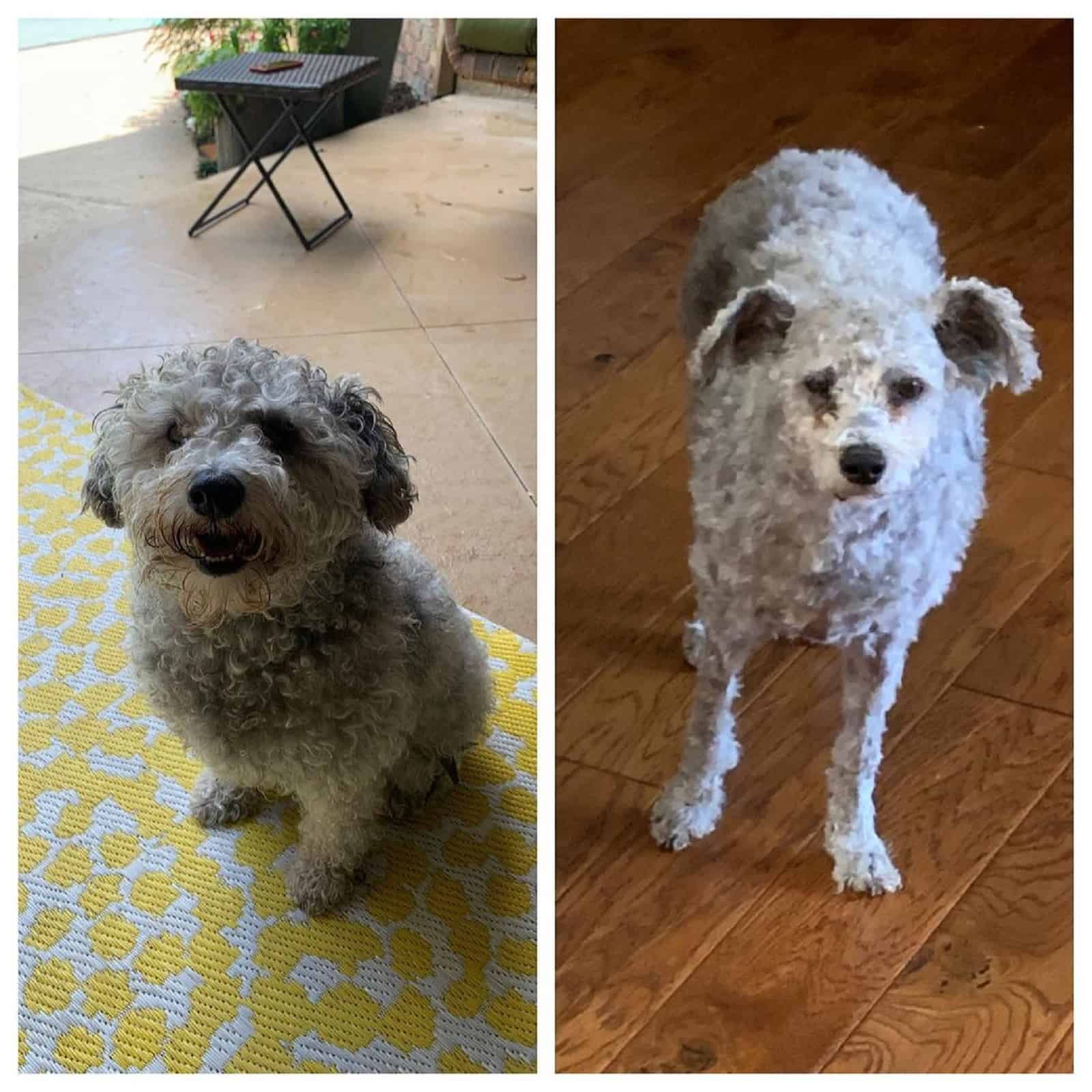 small white dog before and after haircut