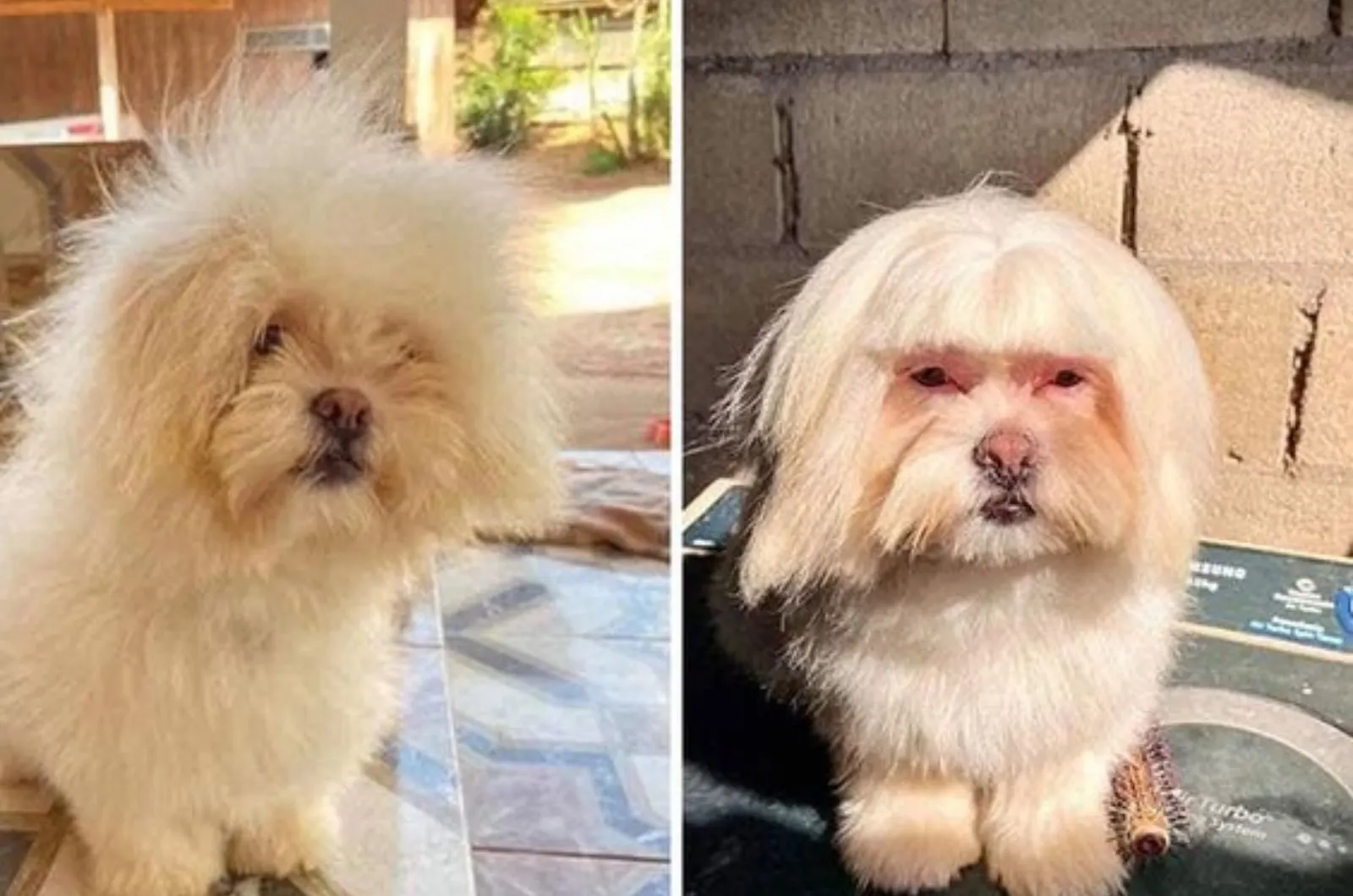small white dog before and after haircut