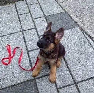 smitten chilling with a leash